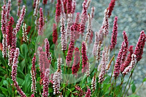 Polygonum Ã¢â¬Ëdarjeeling redÃ¢â¬â¢, perennial flowers photo